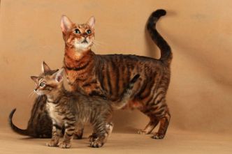 Toyger : connaissez-vous ce superbe chat de race tigré ?