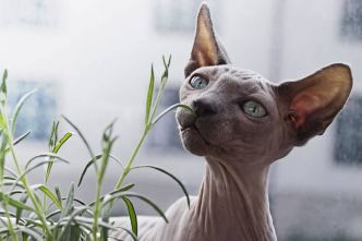 Sphynx : un chat de race sans poils à l'allure unique !