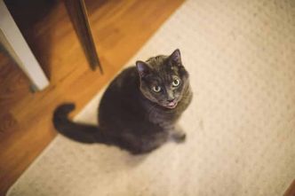 Pourquoi mon chat tire la langue : est-ce normal ? Quand s'inquiéter ?