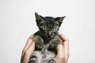Éleveur félin : comment devenir éleveur de chats de race ? Fiche métier