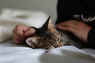 Ostéopathe pour chat : tout savoir sur ce métier encore peu connu