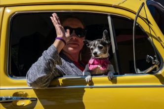 Taxi animalier : tout savoir sur le transporteur animalier - Fiche métier