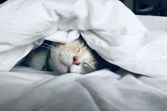 Comment adopter un chat ou chaton ? Par où commencer ?