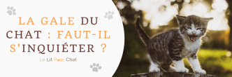 La gale du chat : pourquoi faut-il s'inquiéter ?