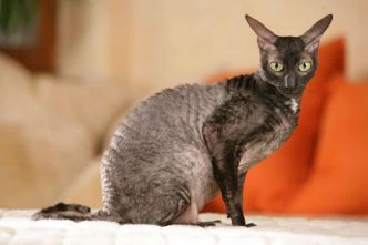 Cornish Rex : tout savoir du chat de race appelé "Rex de Cornouailles"