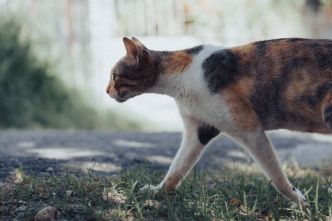 L'identification du chat est à la fois obligatoire et indispensable