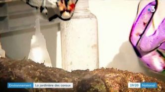 Environnement : une jardinière des coraux à Toulon