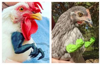 Vous pouvez maintenant avoir de minuscules bras de dinosaure ou Hulk pour vos poules