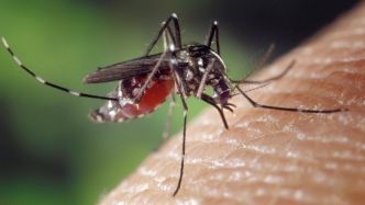 Inédit en Occitanie : des insectes stériles lâchés par drone contre la prolifération du moustique-tigre