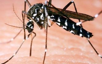 Montpellier. Innovation : un espoir dans la lutte contre le moustique tigre
