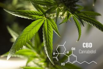 Vos questions sur le CBD : nos réponses ! - Infos sur le CBD