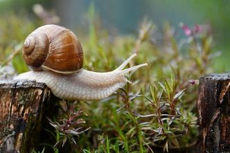 Montpellier. Biodiversité : partez à la recherche des trésors de votre jardin