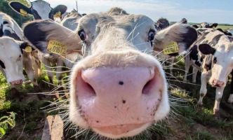 Injections, piège à Covidés