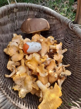 La saison des cèpes sera « exceptionnelle »