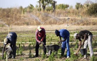Spectre d'une saison agricole catastrophique Les paysans inquiets