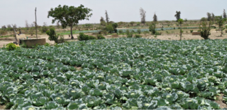 Diender:  L'agriculture biologique prend ses marques