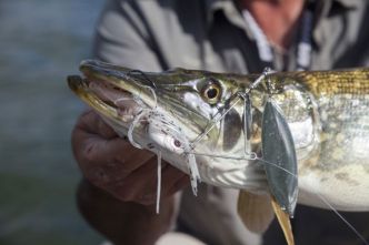 Tout savoir sur le spinnerbait, un leurre quasi universel