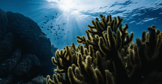 Fonds marins : un monde océanique menacé par les logiques terrestres ?