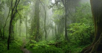 Quand la Terre entière était recouverte de forêts