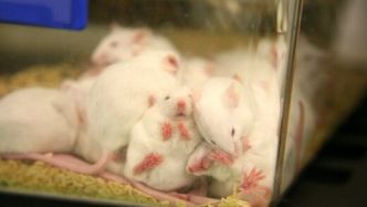 Des souriceaux créés à partir de 2 souris mâles, une avancée scientifique majeure ?