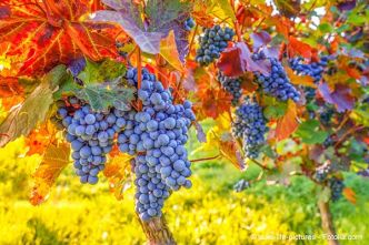 Face au rechauffement climatique, les vignerons doivent changer de cepage pour produire du vin moins charge en alcool