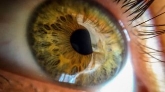 Des scientifiques reproduisent des cellules rétiniennes viables en laboratoire