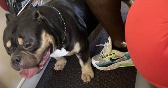 Des passagers d’avion qui se sont fait péter dessus par un chien pendant 13 heures obtiennent un remboursement de 1 400 €