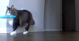 Un homme a failli écourter ses vacances après avoir vu les images déchirantes de son chat seul à la maison
