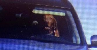 Un chien au volant d'une voiture en mouvement repéré par un radar
