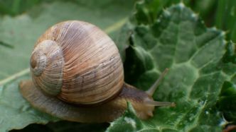 L'Hélice tapada un mollusque introduit par JH Fabre en Vaucluse