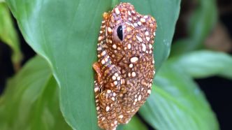 Une grenouille se camoufle en crotte pour échapper aux prédateurs (étude)