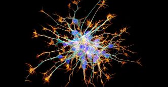 D'où viennent les neurones ? Quand Bergson éclaire les découvertes de la génomique