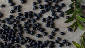 Précieuses baies de myrte à l'honneur