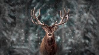 Un cerf majestueux s'invite sur la terrasse de ces habitants de Haute-Savoie
