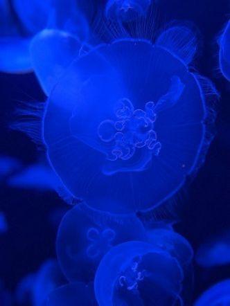 Quels animaux ont un sang de couleur différent ?