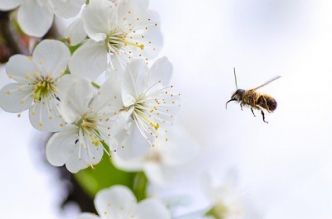 Aider les abeilles sauvages dans les jardins et les balcons