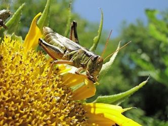Manger des insectes, une alimentation saine pour la planète