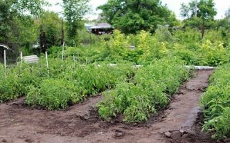 Comment créer un modèle de jardin potager écologique