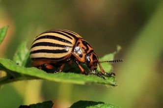 Comment favoriser la biodiversité de son jardin potager ?