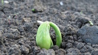 Quand planter ses légumes dans son potager ?
