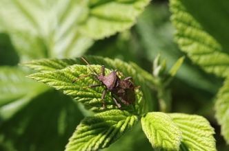 Lutter contre les parasites et maladies dans son jardin