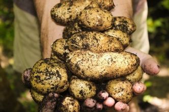 Nos conseils pour jardiner toute l'année, mois après mois
