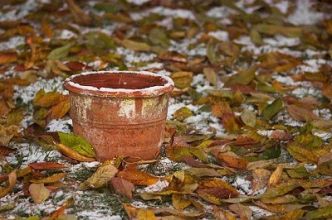 Préparez votre jardin pour l'hiver : les légumes à semer en octobre