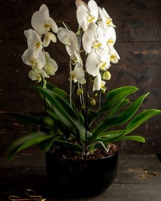 Pourquoi les orchidées jaunissent-elles des feuilles ?