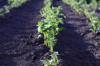 Quels sont les fruits et légumes populaires dans nos potagers ?