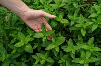 Les différentes variétés de menthe et leurs caractéristiques