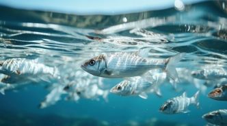 Comment adopter une pêche écoresponsable et durable ? 