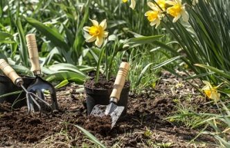 Guide complet pour réussir à faire vos boutures