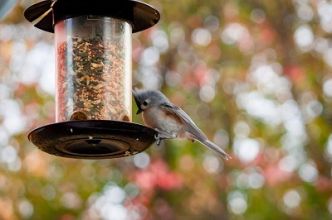 attirer les oiseaux avec des mangeoires à oiseaux