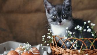 Que faire ce week-end dans les Alpes-Maritimes ? (29, 30 et 31 mars et 1er avril 2024)